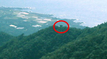耳岳から付近からブロッコリー状の木の写真